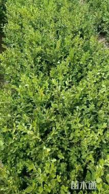 高度120厘米金丝桃球