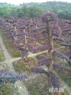 15公分造型红花继木桩