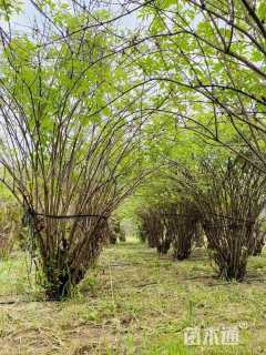 高度150厘米金叶接骨木