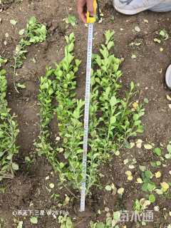 高度40厘米胶东卫矛