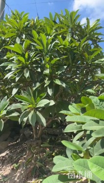 10公分红花鸡蛋花