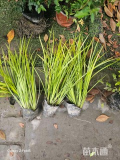 高度30厘米金叶石菖蒲