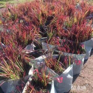 高度30厘米日本血草