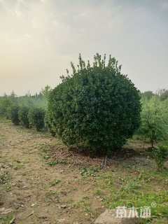 冠幅170厘米大叶黄杨球