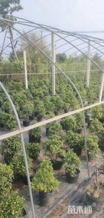 高度40厘米火棘