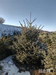 高度150.厘米云杉