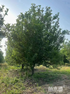 13公分八棱海棠