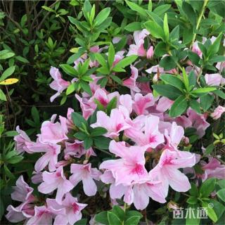 高度35厘米春鹃