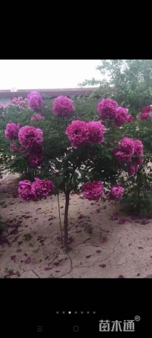 高度200厘米牡丹