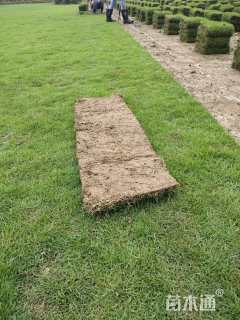 草块状马尼拉草