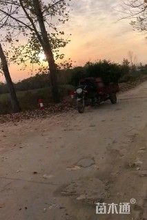 高度80厘米卫矛