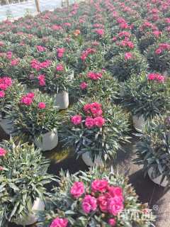 高度15厘米康乃馨