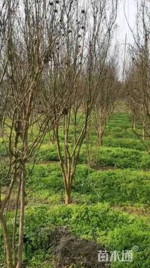 高度250厘米美国紫薇