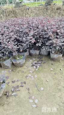 高度20厘米红花继木