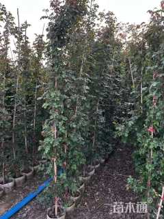 250厘米藤本月季