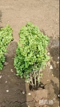 高度200厘米北海道黄杨