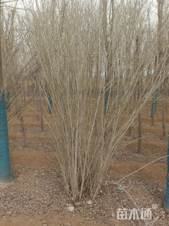 高度300厘米丛生木槿