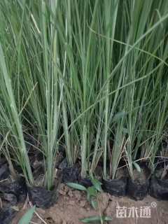 高度40厘米细叶芒