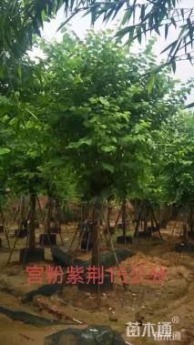 高度500厘米紫荆