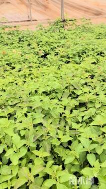 冠幅35厘米五色梅