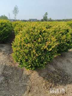 冠幅70厘米金森女贞球