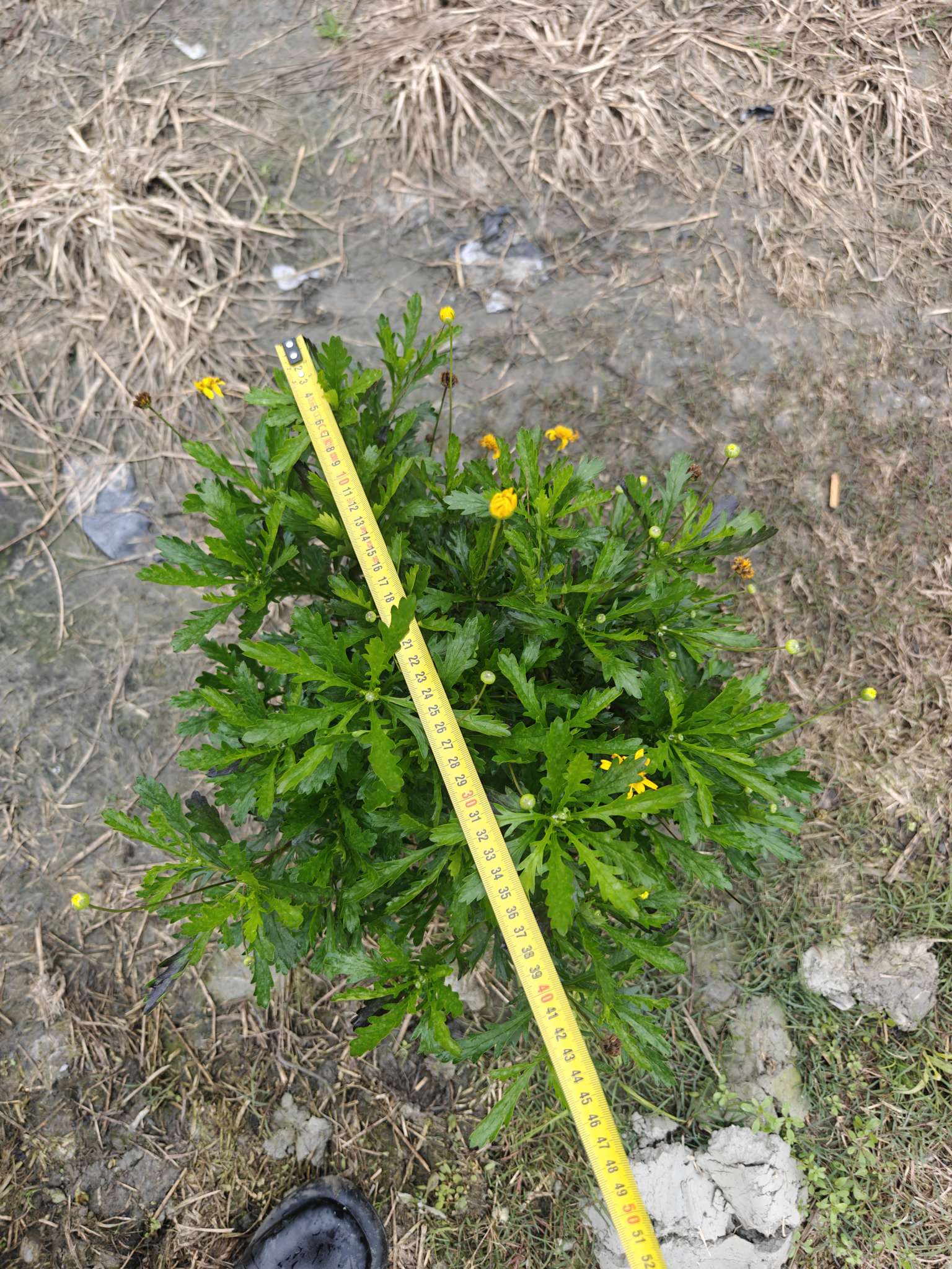 高度30厘米木春菊