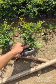 高度25厘米福建茶