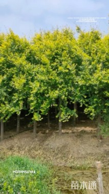 10公分中华金叶榆