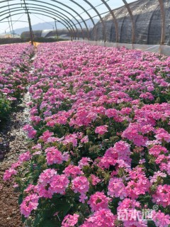 高度35厘米美女樱