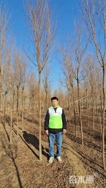 高度120厘米榆树小苗