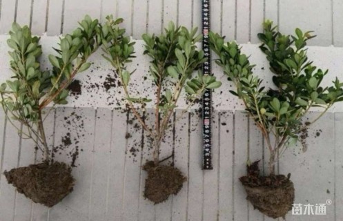 高度20厘米夏鹃