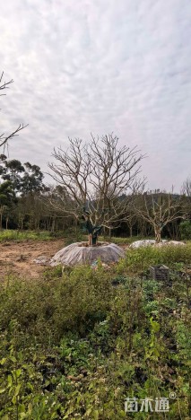 35公分红果冬青