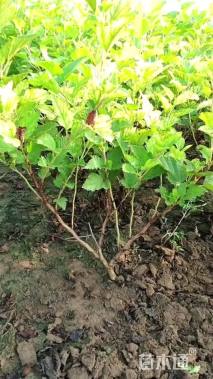 高度60厘米金叶风箱果