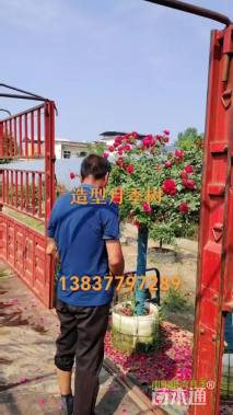 10公分高杆树状月季