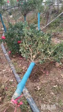 高度170厘米月季