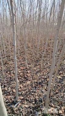 高度250厘米紫荆