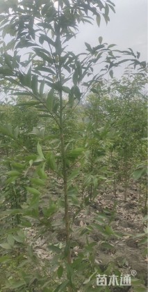 高度180厘米丛生天竺桂