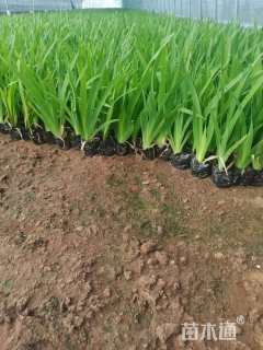 高度20厘米蓝花鸢尾