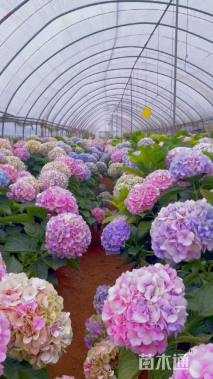 高度50厘米绣球