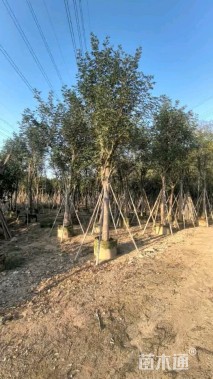 7公分黄花风铃木