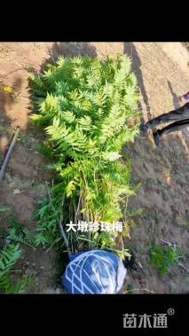 高度120厘米高丛珍珠梅