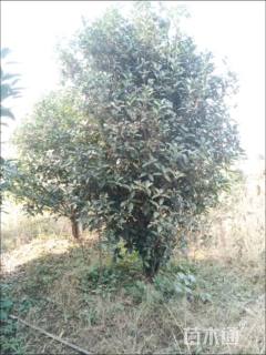 高度300厘米丛生桂花