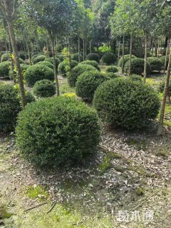 冠幅90厘米龟甲冬青球