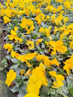 高度10厘米角堇