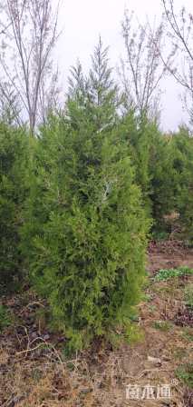 高度200厘米塔柏