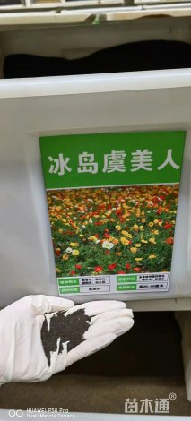虞美人种子