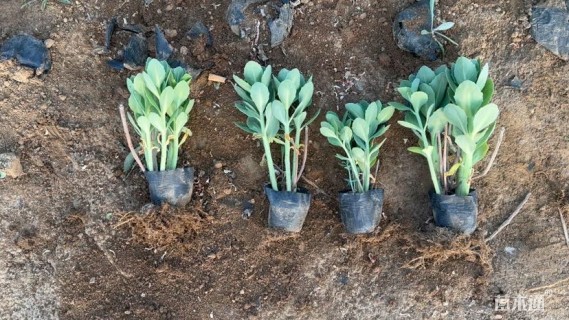 高度20厘米八宝景天