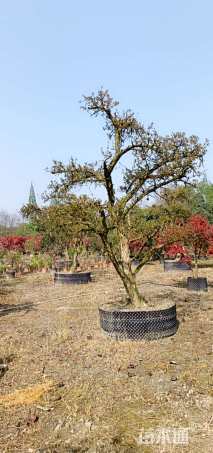 高度320厘米石榴