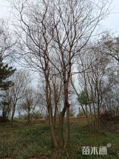 50公分(4杆)丛生乌桕