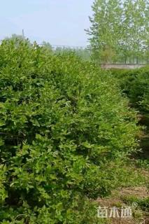 冠幅180厘米小叶女贞球